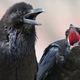 Image for article titled Ravens like to communicate with their beaks — but not how you imagine